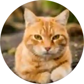 Михаил Корниенко